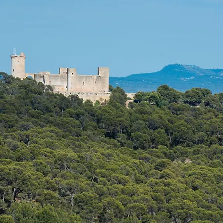Rei Des Pla * Palma